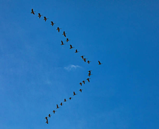 istock Flock of geese flying in a v-formation 1344597495