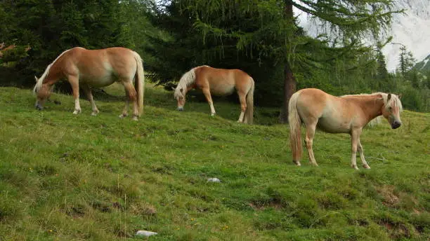 Haflinger horses on a pasture near Bachlalm,Salzburger Land,Austria,Europe