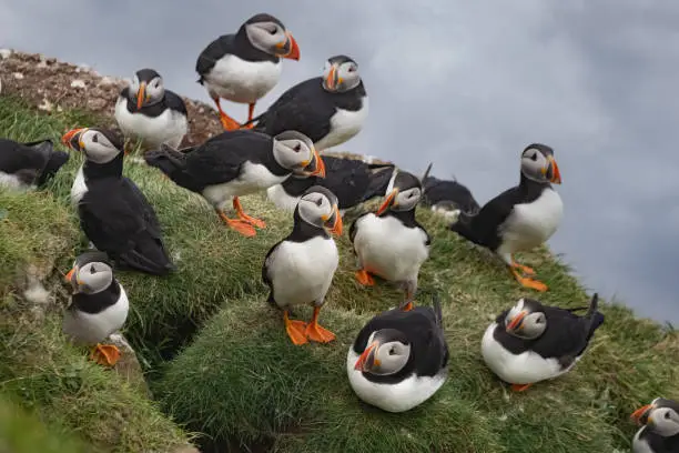 Photo of Huge colonies of Atlantic puffins breeding on the cliffs of the Mykines Island, Faroe Islands