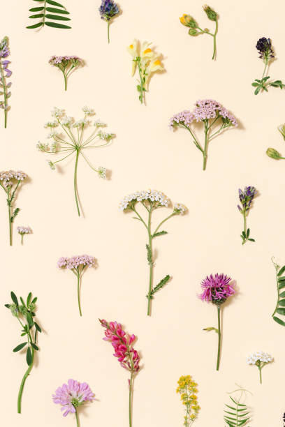 istock Top view fresh meadow flowers and grass Summer field plants as creative floral composition 1344598873
