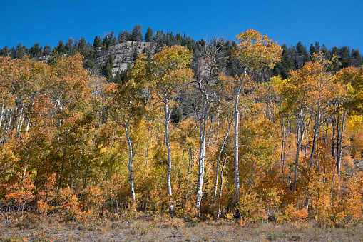 Landscape scene of autumn tree peak colors in Wyoming in western USA. Nearest towns are Jackson Hole, Moran and Dubois, Wyoming.