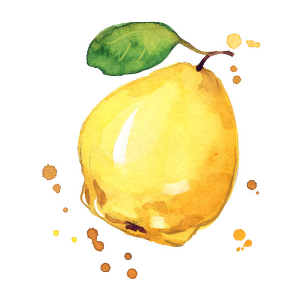 ilustrações, clipart, desenhos animados e ícones de ilustração de aquarela amarela suculenta - quince