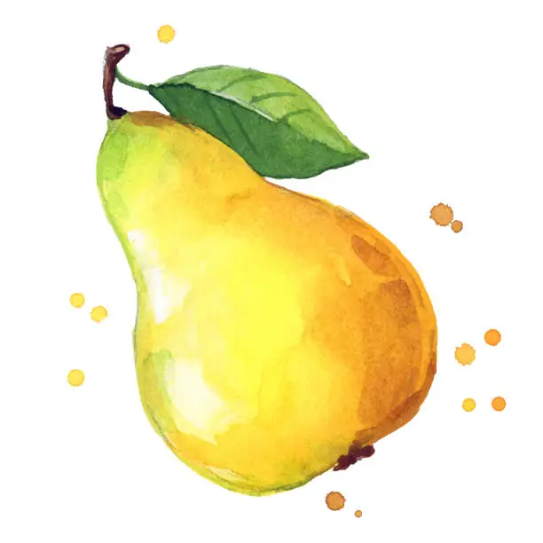 Vector illustration of juicy ripe yellow sweet pear watercolor ilustration