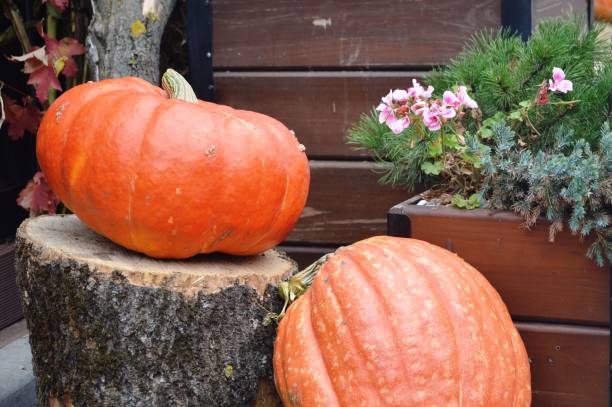 istock Halloween holiday.  Pumpkin.  Background 1344603775