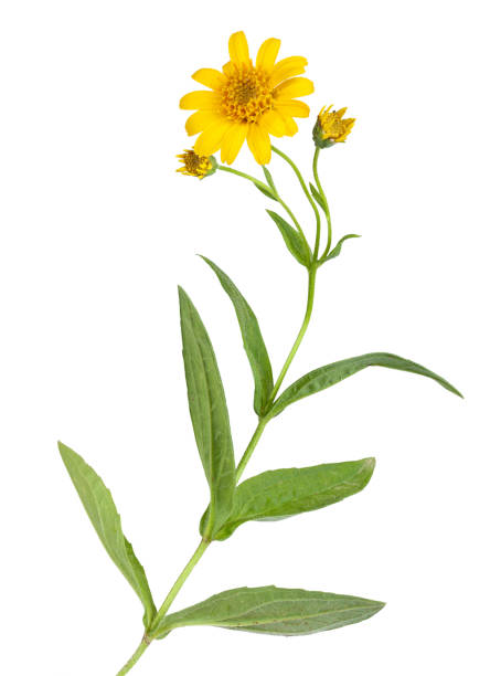 plante d’arnica pour la médecine alternative - herb flower head flower wildflower photos et images de collection