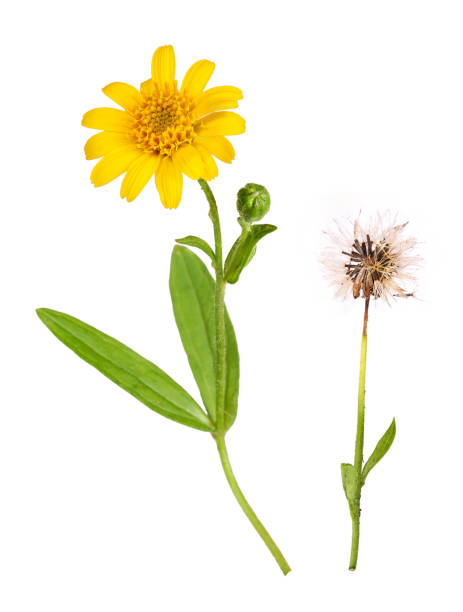 istock Arnica plant for alternative medicine 1344604622