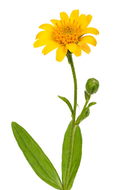 istock Arnica plant for alternative medicine 1344604629