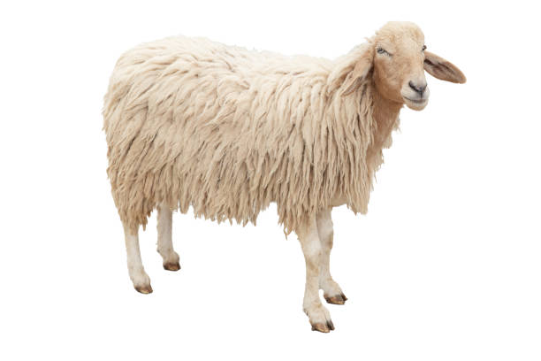 istock The Sheep full body standing isolated on white background with clipping path. 1344604965