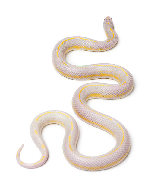 Albinos banana eastern kingsnake, Lampropeltis getula californiae