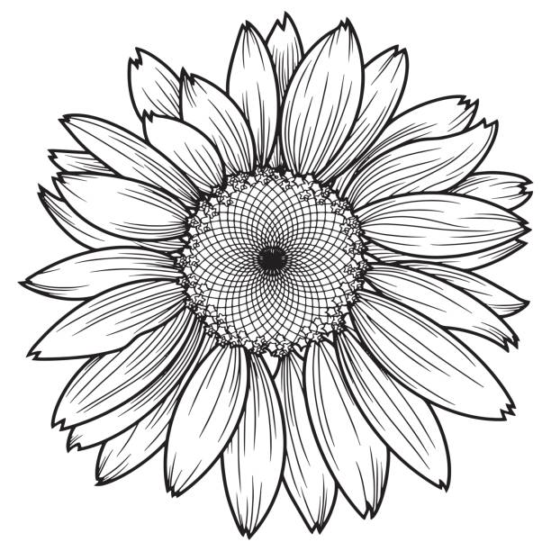 kwiat słonecznika, rumianek, stokrotka, ilustracja monochromatyczna. obraz wektorowy - nave stock illustrations