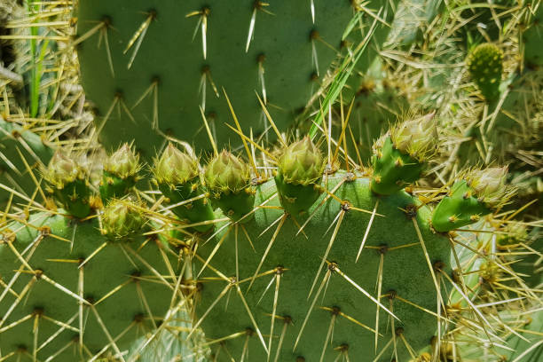 istock Cactus in a decorative truss Botanical Garden Emek Hefer 1344606244
