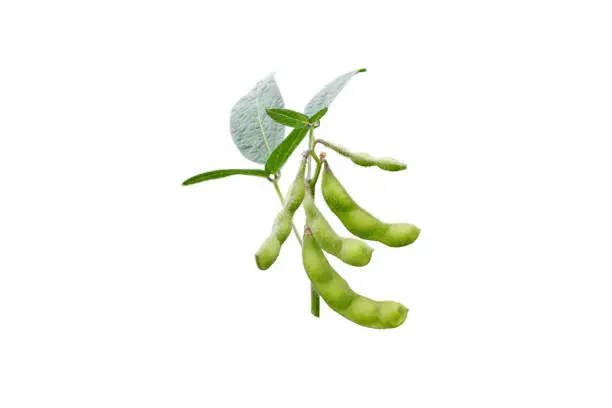 Soybean or soya bean branch isolated on white. Glycine max plant with beans and leaves.