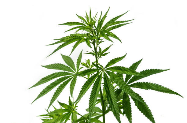 a planta de cannabis está isolada em um fundo branco. - cânhamo - fotografias e filmes do acervo