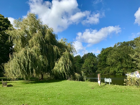 A beautiful willow tree growing in the field covered with the sunlight