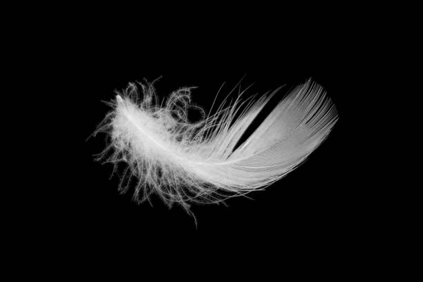 istock white duck feathers isolated on black background 1344607810