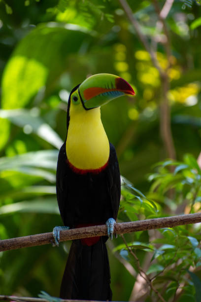 istock Keel Billed Toucan 1344609060