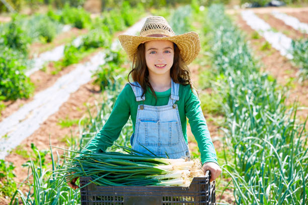 niña agricultora litte en huerto de cosecha de cebolla - 6721 fotografías e imágenes de stock