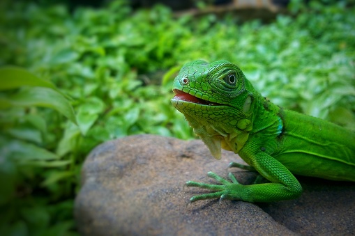 Green reptile on a gray rock with a green background enjoying the sun