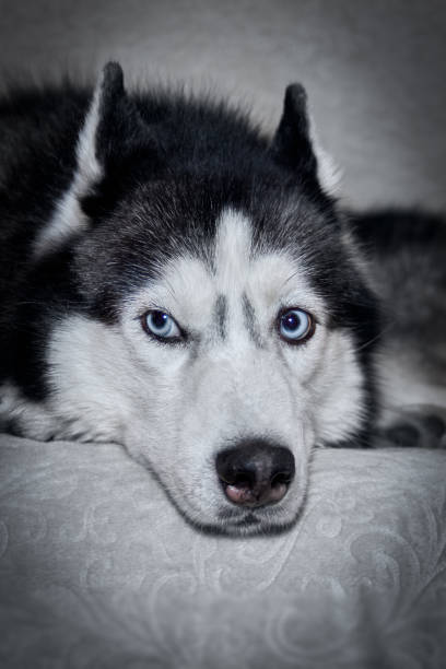 istock Siberian husky dog is lying on the bed. Close-up 1344610557