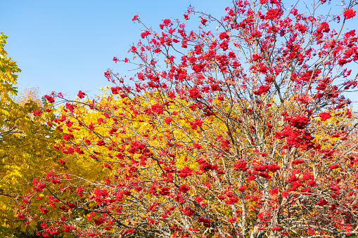 An abundance of red rowan berries. Rowan branches on a blue background. Autumn nature.