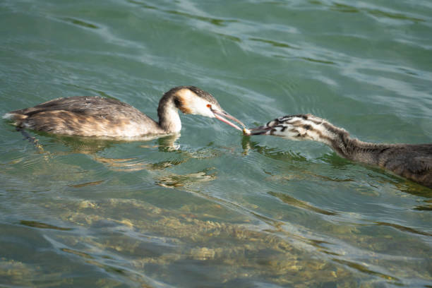 Crested grebe feeding its chick with  fish from the Upper Zurich Lake (Obersee) between Hurden (Schwyz) and Rapperswil (St. Gallen), Switzerland