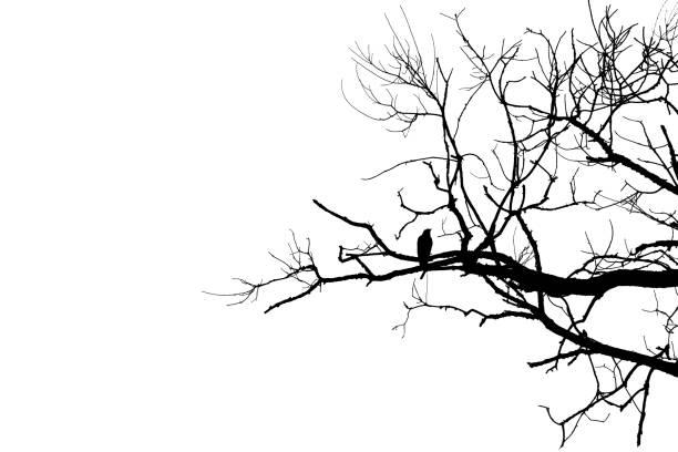black bird crow silhouette on bare branch on white cut out isolated background. copy space - abstract autumn bare tree empty imagens e fotografias de stock