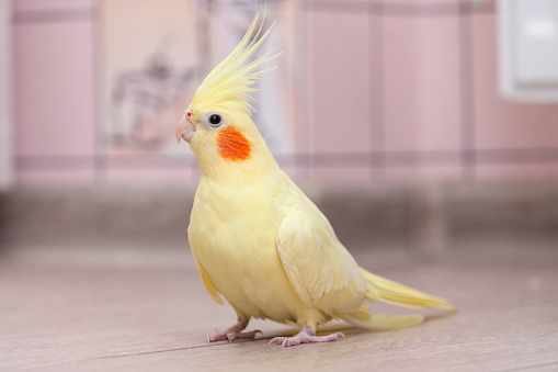 Funny cockatiel yellow parrot on the floor at home.
