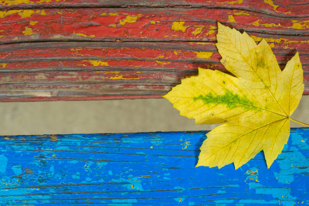 istock One golden leaves on a swing 1344620157