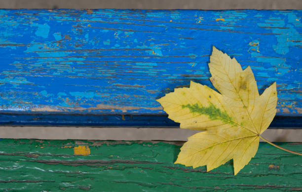 istock One golden leaves on a swing 1344620161