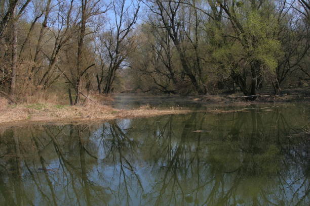 istock Floodplain forest at Stopfenreuth in Austria, Europe 1344620175