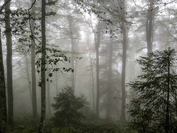 istock The Black Forest in Germany with fog. 1344620451
