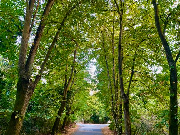istock alone road cover with trees tree canopy countryside road 1344621140
