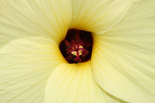 istock 