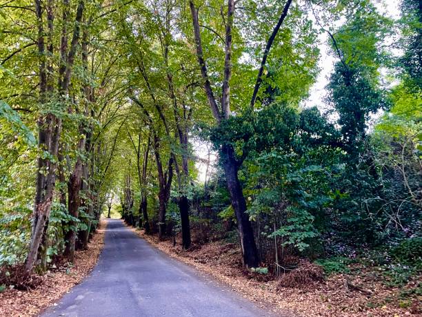istock alone road cover with trees tree canopy countryside road 1344621244
