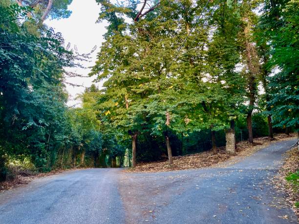 istock alone road cover with trees tree canopy countryside road 1344621300