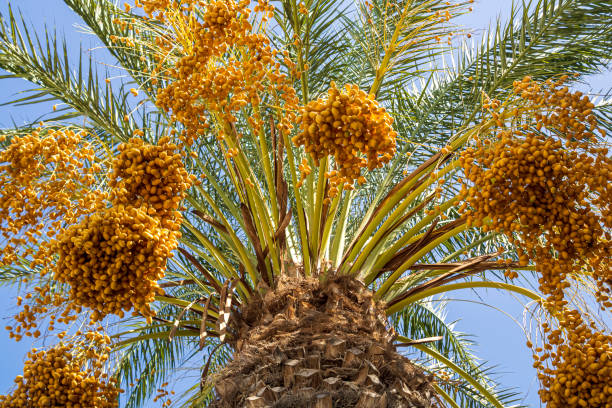 istock Palm tree with a lot of dates 1344622371