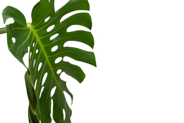 istock Green plant monstera on white background. 1344622594