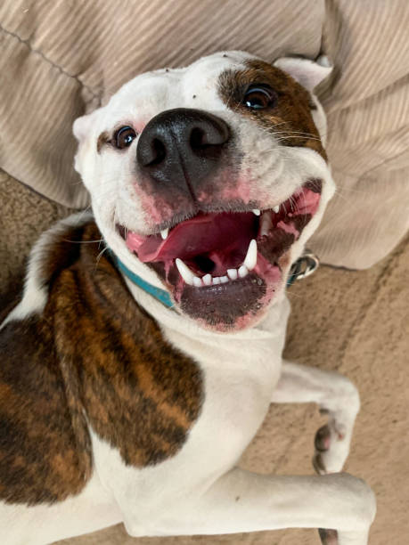istock Dog smiling showing tongue with a goofy expression 1344622711
