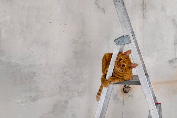 istock Funny young red tabby cat sits on top step of stepladder 1344622994