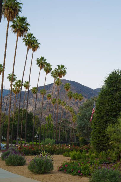 Palm Tree Line and garden in Altadena