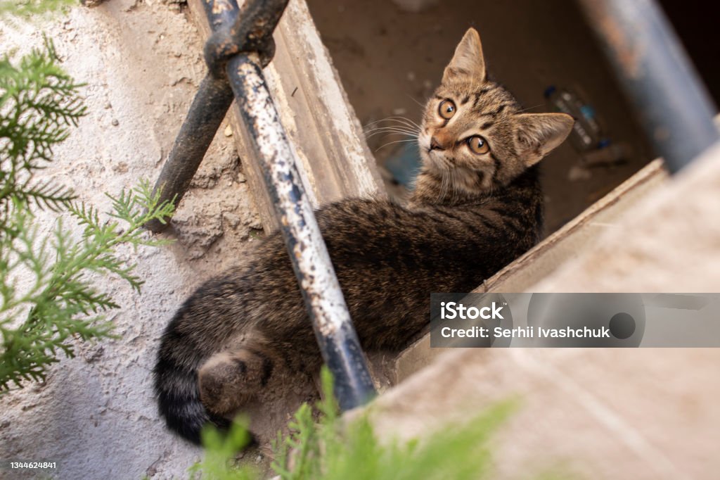A stray cat on the windowsill. A stray cat is sitting on the windowsill behind bars. Domestic Cat Stock Photo