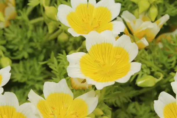 Yellow and white "Douglas' Meadowfoam" flowers (or Poached Egg Plant, Meadow Foam, Fried Eggs) in St. Gallen, Switzerland. Its Latin name is Limnanthes Douglasii, native to western USA.