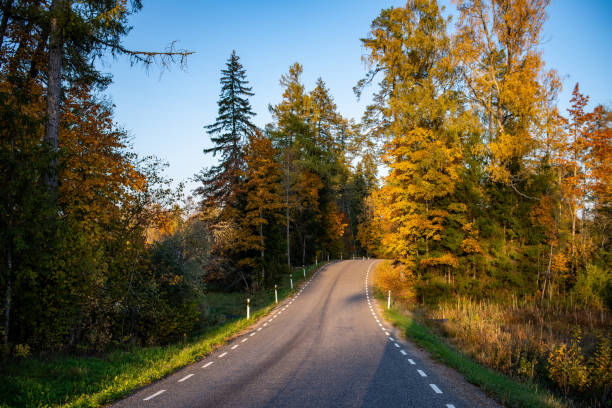 road in autumn forest, road, forest in autumn colors