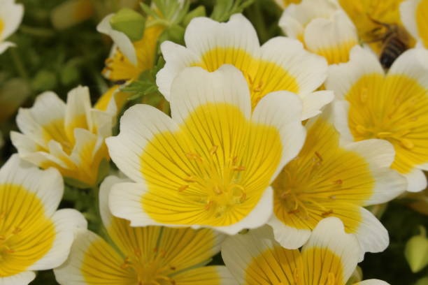 kuvapankkikuvat ja rojaltivapaat kuvat aiheesta "douglas' meadowfoam" kukat - limnanthes douglasii - meadowfoam