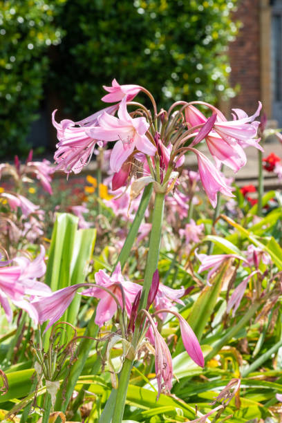 istock Crinum moorei flowers 1344625097