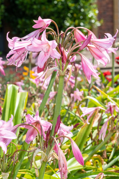 istock Crinum moorei flowers 1344625119