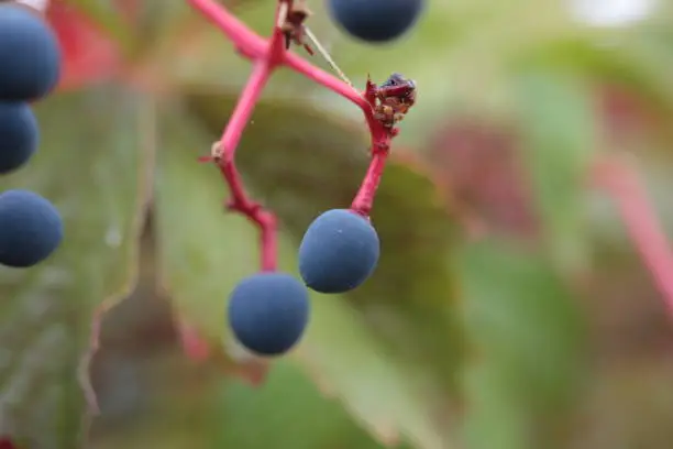 Photo of Extreme macro of Virginia creeper, Victoria creeper, five-leaved ivy, or five-finger (Parthenocissus quinquefolia) berry on blurred background