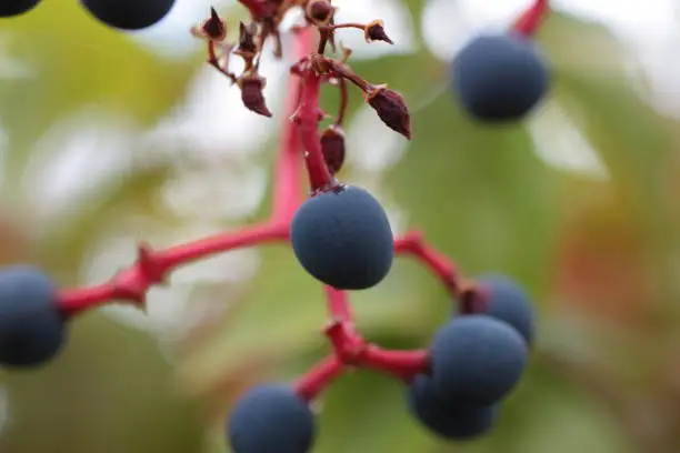 Photo of Extreme macro of Virginia creeper, Victoria creeper, five-leaved ivy, or five-finger (Parthenocissus quinquefolia) berry on blurred background