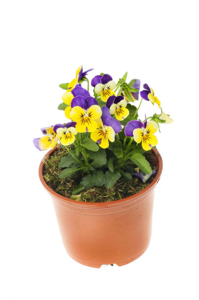 istock Pansies in a pot 1344625997