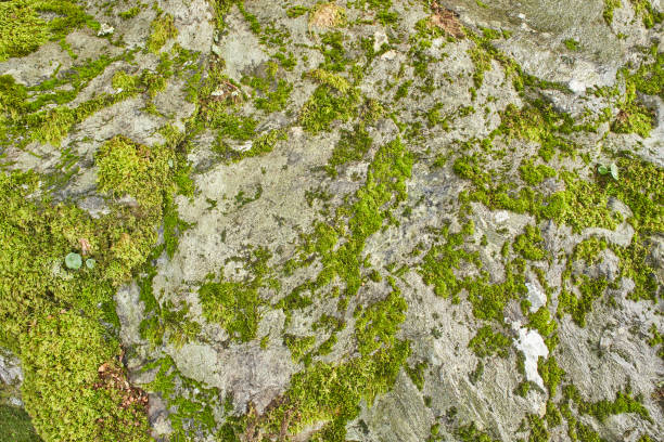 istock A stone in lichen on the mountains. Rock in the moss. 1344626013